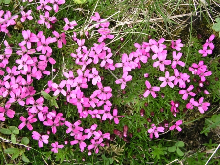 Silene acaulis
